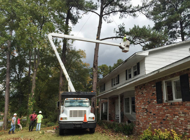 Best Sod Installation  in Laurinburg, NC