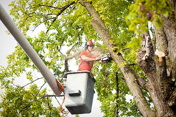 Trusted Laurinburg, NC Tree Removal Services Experts